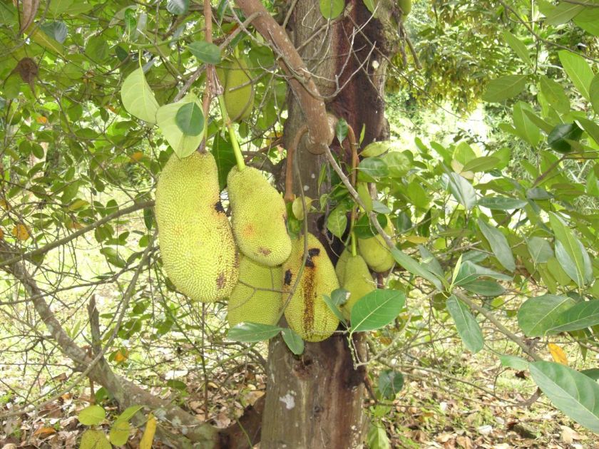 durian.jpg