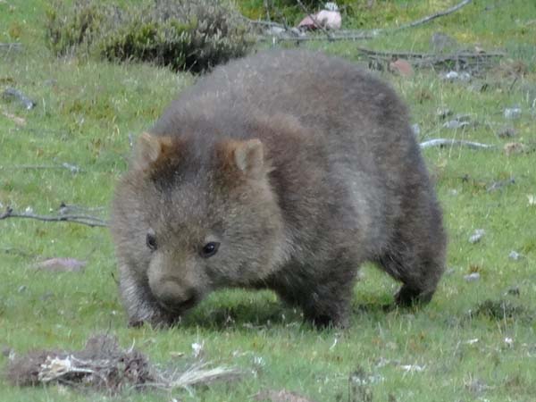 wombat-ali-green.jpg