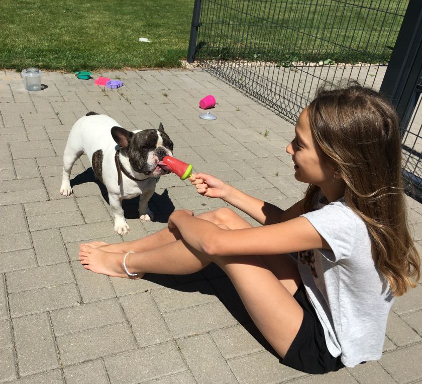 French bulldog 3.jpg