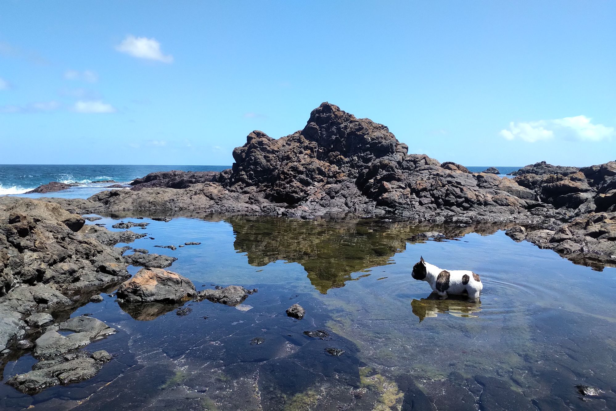 Rock pools French bulldog 2.jpg